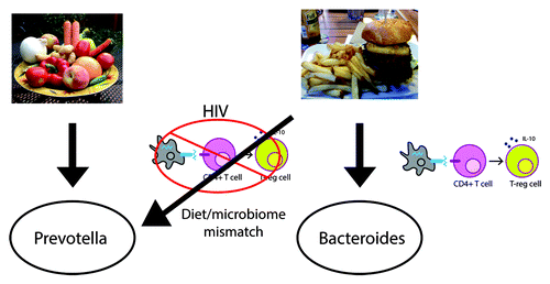 Figure 3. A healthy gut microbiota is context specific. Species that are protective against a Western HFD in mice (e.g., B. uniformis) are also present in increased relative abundance in people who generally consume that diet (e.g., the US population) than those that do not (agrarian cultures). The “Western” diet-associated microbiota may thus in some respects be the result of the positive selection of bacteria that help us to optimally digest our diet. That bacteria that are beneficial in the context of a HFD increase with a HFD in HIV-negative but not in HIV-positive individuals suggests that the adaptive immune system plays a role in molding microbial composition to one that is optimal for our diet.