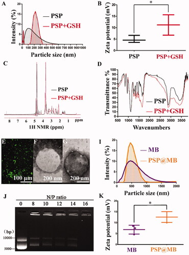 Figure 2. Characteristics of the PSP, MB, and PSP@MB. (A) The average diameters of the PSP NPs were approximately 100 nm with the dynamic light scattering (DLS) measurement. To evaluate the reduction sensitivity of PSP NPs, after the incubation with 10 mM GSH for 2 h, the average diameters of the PSP NPs were 210 ± 101 nm. (B) The zeta potential of PSP NPs was 4 ± 2.5 mV due to the PEGylation, and after GSH treatment the zeta potential of PSP NPs was 12 ± 4.3 mV due to the dePEGylation (p < .05). (C) The successful dePEGylation of PSP with GSH treatment confirmed by 1H NMR spectra in D2O. In the presence of GSH, the disulfide bond was cleaved, accompanying with the shift of chemical shift from 2.68–2.94 to 2.45 ppm. (D) The successful dePEGylation of PSP with GSH treatment was verified by Fourier transform infrared (FT-IR). (E) FITC-streptavidin was conjugated with MB. Successful connection of PSP NPs loaded MBs was confirmed by fluorescence microscope. Transmission electron microscope (TEM) images of MB (F) and PSP@MB (G) showed the similar particle size with DLS. (I) The DLS measurement showed that the average diameters of the MBs and PSP@MB were approximately 495 ± 132 nm and 502 ± 75 nm, and (K) zeta potential were 7 ± 3.6 mV and 13 ± 4.4 mV (p < .05). (J) To confirm the pDNA binding ability of PSP NPs, we checked the retardation of pDNA mobility in agarose-gel electrophoresis. The pDNA condensation ability of PSP NPs was tested with various N/P ratios (0, 8, 10, 11, 12, 14, and 16). PSP showed beneficial complexation of pDNA. When the N/P ratio is 16, no free DNA could be observed on the gel, which indicated that the PSP can condense the pDNA entirely. However, the optimized concentration proportion between PSP@MB and pDNA is more important for gene transfection.