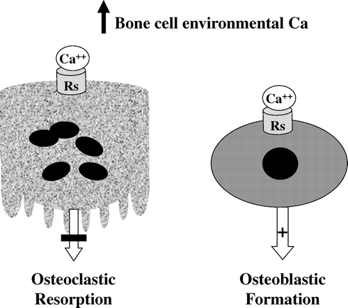Fig. 3. Direct effects of ionized Ca on bone cell activity. Ca-operated sensing receptors (Rs) have been detected in precursors and mature osteoclastic and osteoblastic cells. In vitro, these Ca receptors are coupled with various intracellular signaling molecular mechanisms that may be involved in vivo to decrease osteoclastic resorption and increase osteoblastic formation. See Marie [Citation16] for review.