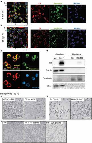 Figure 3. The morphological changes upon FH stimulation in CD14+ monocytes are induced by CCP19-20 and are inhibited by plasma