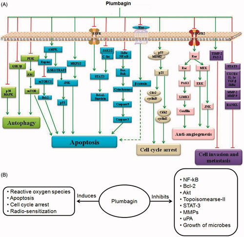 Figure 2. (A) Schematic presentation of mechanisms for anticancer activities of plumbagin in-vitro. (B) Summary of documented molecular-biological effects of plumbagin.