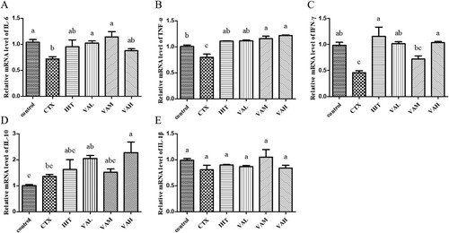 Figure 5. Effect of VA on the mRNA level of IL-6 (A); TNF-α (B); IFN-γ (C); IL-10 (D); IL-1β (E).