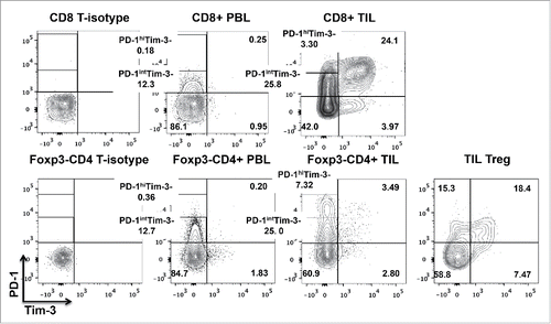 Figure 1. Definition of TIL subsets, based on PD-1 and Tim-3 expression. Expression of PD-1, Tim-3, CCR7 and CD45RA on CD8+ and CD4+ peripheral blood T lymphocytes (PBL) and tumor infiltrating T lymphocytes (TIL) from HNSCC patients (n = 7) was analyzed by flow cytometry. Representative figures showing expression patterns of PD-1 and Tim-3 on CD8+, Foxp3−CD4+ and regulatory T cells (CD25hiFoxp3+CD4+ T) in the tumor sites of HNSCC patients. Statistical significance was determined by Wilcoxon–Mann–Whitney test. *p < 0.05.