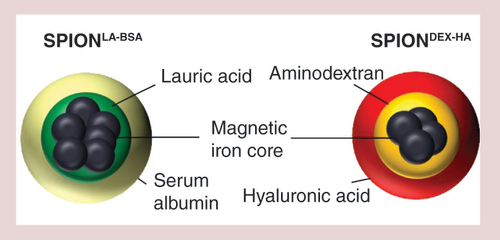 Figure 3. Schematic presentation of the current two basic nanoparticle system synthesized by section of experimental oncology and nanomedicine.Both superparamagnetic iron oxide nanoparticle-systems have a core of nanoclusters surrounded by a stabilizing and biocompatible shell, which additionally is the basis for the functionalization with chemotherapeutics of other drugs or biologicals.DEX: Dextran; HA: Hyaluronic acid; SPION: Superparamagnetic iron oxide nanoparticle.