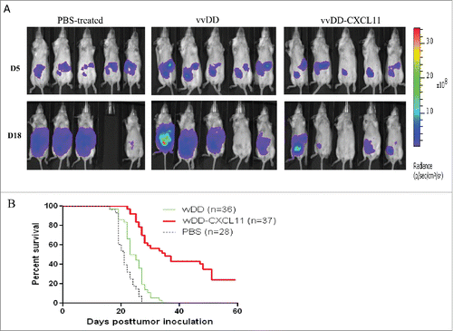 Figure 2. vvDD-CXCL11 treatment elicited antitumor effects in AB12-luc tumor model. AB12-luc cells (4 × 105) were inoculated i.p. into BALB/c mice and injected i.p. with PBS, vvDD or vvDD-CXCL11 (1 × 108 pfu/mouse) 5 d post tumor cell inoculation. (A). Tumor burden was measured by in vivo bioluminescence imaging on days 5 (D5) and 18 (D18) post tumor cell inoculation (n = 10 per group; only five mice per group are shown). One mouse (#4) in the PBS treated group has died of tumor burden on day 17, thus no image on D18. (B). Animal survival in AB12-luc tumor-bearing mice is presented using Kaplan–Meier survival curves. The curves represented data pooled from three independent experiments (n = 28 or more as indicated). p values are presented in the context of Results.