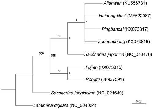 Figure 1. Phylogenetic tree derived from the Bayesian analysis and constructed based on polymorphisms of the amino acid sequences of 16 mtDNA protein-encoding genes.