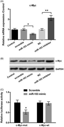 Figure 5. The c-Myc was a target of miR-103. The effect of miR-103 on c-Myc expression was detected by (A) qRT-PCR at the RNA level and (B) western blot at the protein level. (C) The luciferase activity was measured by luciferase reporter assay after the co-transfection of c-Myc-wt or c-Myc-mt and the miR-103 mimic. miR-103: microRNA-103; qRT-PCR: quantitative real-time polymerase chain reaction; c-Myc-wt: c-Myc-wild type; c-Myc-mt: c-Myc-mutant. *p < .05, **p < .01 in contrast with the corresponding group.
