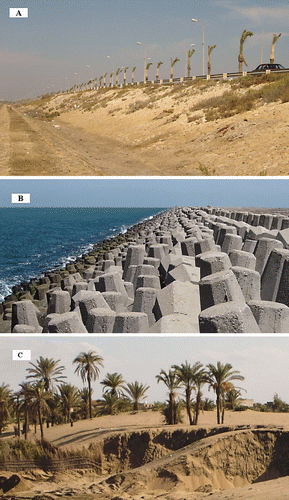 Figure 4. (A) is the northern bank of the international coastal highway which rises by 1–2 m above ground level; (B) is the seawall constructed at Damietta promontory with an elevation of more than 2 m; and (C) shows practices of sand dune removal at the delta coast.