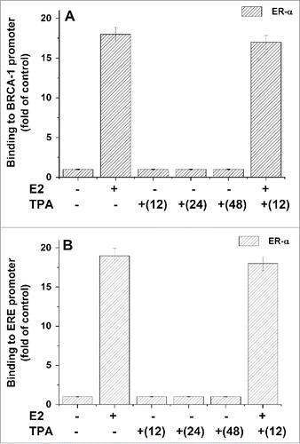 Figure 7. Effect of TPA on ERα binding to ERE and BRCA1 promoter. MCF-7 cells which were treated with TPA (for different periods of time) and E2 at 5h before their extraction for examining the binding of ERα protein to BRCA1 promoter (A) or ERE region (B) by CHIP assay as described in Materials and Methods section. The presented results are an average of 3 repeated experiments ± SE.