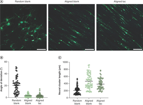 Figure 6. Orientation and outgrowth of primary rat neurons on aligned tacrolimus-loaded and blank poly-ε-caprolactone fibers. (A) Fluorescence micrographs of neural clusters of primary rat neurons cultured on random blank fibers, aligned blank fibers and aligned tacrolimus-loaded fibers, immunostained for βIII-tubulin (green) and nuclei stained with Hoechst (blue), scale bar = 300 μm. (B) Angle of deviation of clusters from the mean of each image, line = mean and (C) length of neural clusters, line = mean.
