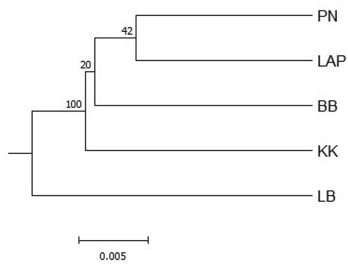 Figure 7. Dendrogram of five populations of pelawan in Bangka Island.