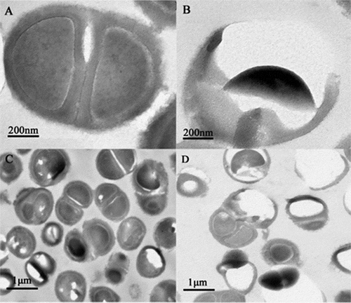 Figure 12. Changes in the bacterial structure photographed under an electron microscope. (a-d): a and c represent the control group, and b and d represent the treatment group after plasma-activated liquid treatment