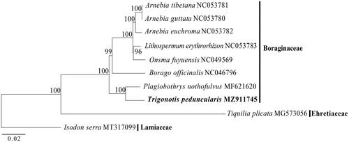 Figure 1. Maximum-likelihood tree of Trigonotis peduncularis and related species based on whole chloroplast genome sequences. Numbers beside each node are ML bootstrap values.