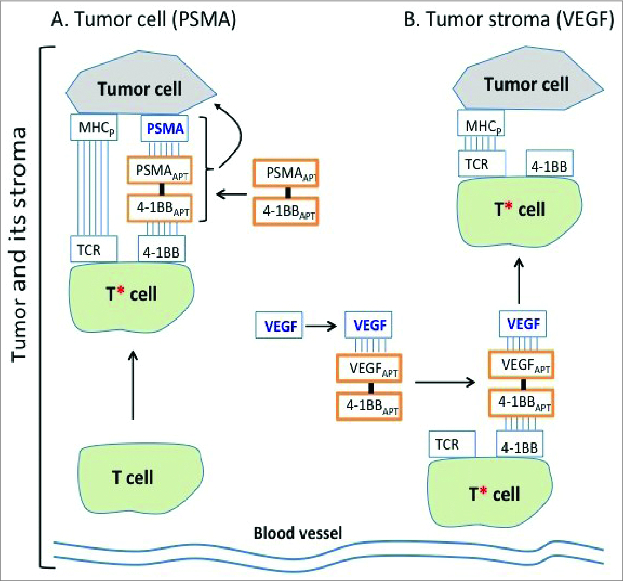 Figure 1. Tumor targeted immune stimulation with bi-specific aptamers. (A) Targeting to the tumor cell. A costimulatory aptamer (4–1BB is used in this model) is conjugated to an aptamer that binds a product expressed preferentially on cancer cells (prostate specific membrane antigen [PSMA]) in this example. Binding of the PSMA-4–1BB bi-specific aptamer conjugate to PSMA expressed on the tumor cell and 4–1BB on the tumor-infiltrating T cells will lead to 4–1BB costimulation, indicated by the red asterisk (signal 2). However, if the PSMA-4–1BB aptamer conjugate binds to the tumor cells prior to engagement of the T cells, the 4–1BB aptamer ligand may be prematurely internalized and the T cell will not be co-stimulated. (B) Targeting to the stroma. The 4–1BB aptamer is conjugated to another aptamer that binds to a stroma secreted product such as vascular endothelial growth factor (VEGF). The VEGF-bound 4–1BB bi-specific aptamer will, therefore, accumulate in the stroma and intercept and co-stimulate the incoming T cells prior to engaging cancer cells.