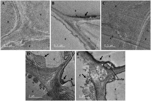 Figure 5. TEM images of cortical cells of A. pinnata roots: (A) control, (B) Fe(NO3)3 treatment, (C) Ni(NO3)2 treatment, and (D,E) both metal treatments. Abbreviations: c: cortical cell; v: vacuole; mvbs: multivesicular bodies. Arrows and arrow heads indicated nanoparticles and plasmolysis, respectively.