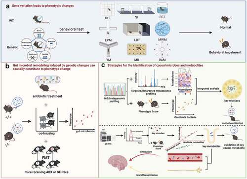 Figure 2. A tentative framework to disentangle gene-microbiome-phenotype interaction in complex neurobehavioral disease network. (a) Assessment of behavioral phenotypic changes after genetic manipulations. The commonly used behavioral tests used were open field test (OFT), social interaction (SI), forced swimming test (FST), elevated plus maze (EPM), light/dark test (LDT), Morris water maze (MWM), Y-maze (YM), marble-burying test (MB) and radial arm maze (RAM). (b) Causal role validation of gut microbial remodeling induced by genetic changes. The causal link between microbiome and behavioral phenotypes can be verified by antibiotics (ABX) treatment, co-housing, fecal microbiota transplantation (FMT) experiment with germ free (GF) mice. (c) Integrative strategies for the identification of causal microbes and metabolites. Combined analysis of microbiome and metabolomics, and a microbe-phenotype strategy to refine the catalog of differentially abundant microbes to most probably causal members followed by mono-colonization validation. Candidate metabolites identified by metabolomics are then assayed for the impacts on behavioral changes.