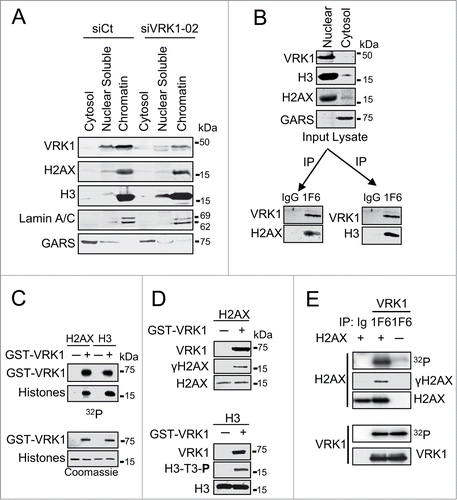 Figure 2. VRK1 is a chromatin kinase that stably interacts with and phosphorylates histones. (A) VRK1 is present in chromatin. Nuclei from A549 cells treated with si-Control (si-Ct) or siVRK1-02 were isolated and fractionated by salt extraction to separate proteins bound to chromatin. The proteins present in each fraction, cytosol, nuclear soluble, and chromatin were identified in western blots with specific antibodies. GARS was used as cytosolic marker. (B) VRK1 interaction with histones H3 and H2AX. Nuclear lysate was immunoprecipitated with either antibody control (IgG) or mAb 1F6 that is specific for human VRK1. In the VRK1 immunoprecipitate endogenous histones H2AX and H3 were detected. (C) Phosphorylation of histones H2AX and H3 by VRK1. Bacterially expressed and purified GST-VRK1 protein was used in an in vitro radioactive kinase assay using 1 μg of recombinants human H2AX and H3 as substrates. H3 was used as positive control. Top: incorporation of radioactivity. Bottom: proteins present in the assays. (D) Identification of histone residues phosphorylated in histones by VRK1. H2AX (top) and H3 (bottom) were phosphorylated in vitro with GST-VRK1, and histone phosphorylation was detected with phospho-specific antibodies. (E) Endogenous VRK1 phosphorylates H2AX in Ser139. Kinase assays were performed with endogenous VRK1 that was immunoprecipitated from 293T cells. Purified human histone H2AX (Millipore) (1 μg) was used as substrate. The kinase activity was determined in an in vitro kinase assay and specific phosphorylation of H2AX on Ser139 was detected with a phospho-specific antibody.