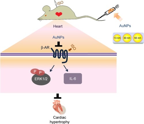 Figure 8 Working model of the effects of AuNPs on β-adrenergic receptor (β-AR)-mediated cardiac hypertrophy.Abbreviations: AuNPs, gold nanoparticles; ISO, isoproterenol.