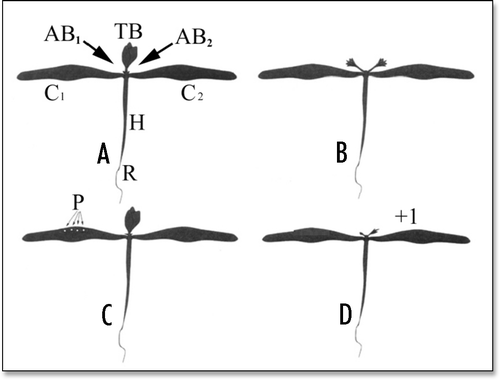 Figure 1 Experimenting with Bidens seedlings. (A) Normal Bidens seedling exhibiting bilateral symmetry. TB = terminal (or “apical”) bud, C1 and C2 = (opposite) cotyledons, AB1 and AB2 = axillary (i.e., “cotyledonary”) buds of cotyledons C1 and C2, H = hypocotyl, R = root. (B) When the terminal bud was removed (seedling “decapitation”), the axillary buds of the cotyledons started to grow (release of apical dominance). They grew at approximately the same rate under optimal conditions of mineral nutrition and photosynthesis. One of them started to grow significantly faster that the other under nonoptimal conditions (not shown). (C) Under nonoptimal conditions, a few needle pricks, P, were applied to one of the cotyledons of nondecapitated seedlings. (D) This gave (after release of apical dominance) a statistical advantage to the axillary bud of the opposite cotyledon (distal bud) to be the first to start to grow. This advantage was measured using an index, g, with − 1 ≤ g ≤ + 1. If, in a set of Bidens seedlings, it was always the distal bud which was the first to start to grow, then g = + 1. In a case in which the bud at the axil of the pricked cotyledon (proximal bud) would always be the first to start to grow, then g would be equal to − 1 (not shown). In a case in which there would be an approximately equal number of seedlings where it was the proximal or the distal bud which was the first to start to grow, then g # 0 (not shown). Substituting an asymmetrical nonwounding treatment (such as gently rubbing one of the cotyledons) for the asymmetrical pricking treatment would not change the result as measured by the g-value (not shown). Note that, at a given time, the length of a growing bud can be very different from one seedling to another; only the relative growth of the two cotyledonary buds of each seedling thus has to be taken into consideration in these experiments. (Figure modified from Thellier et al.Citation27).