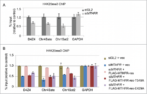 Figure 6. T549 phosphorylation of MTHFR influences H4K20me3 levels, a hallmark of heterochromatin. (A) HeLa cells depleted of MTHFR or control were analyzed by ChIP assays using H4K20me3 antibodies across a panel of pericentromeric heterochromatin regions. (B) HeLa cells were stably transfected with vector, rescue, rescue-T549A or E429A plasmids, and then analyzed by ChIP. qPCR data are presented as means ± SD of 3 independent experiments.