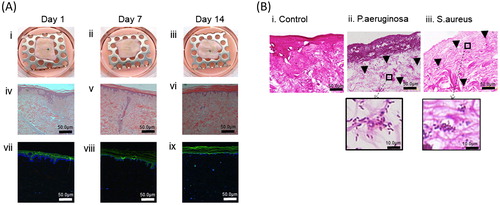 Figure 2. A. Incisional cut wounds in tissue-engineered skin models at 1, 7, and 14 d post-wounding (i, ii, and iii). H&E sections (iv, v, and vi) and Pancytokeratin immunostaining (seen as green) with DAPI nuclear staining (seen as blue) (vi, vii, and viii) of those wounds at days 1, 7, and 14. B. Gram-stained histology sections of the mature tissue-engineered skin which is either uninfected (i) or infected with P. aeruginosa (ii) or S. aureus (iii) for 24 h (×100 magnification). Insets show higher magnification (×400).