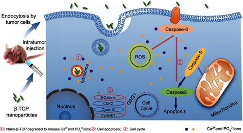 Figure 1 Schematic representation of inhibitory mechanism of nano-β-TCP on hepatocellular carcinoma. Intratumor injection of nano-β-TCP was performed on the xenograft hepatocellular carcinoma model. Nano-β-TCP was internalized into tumor cells by nonspecific endocytosis and rapidly degraded in the acidic lysosome to release Ca2+ and PO43- ions (①). Cell apoptosis was activated by extrinsic and intrinsic apoptosis pathways synergistically orchestrated with the ROS generation (②). In addition, the expression of some related cyclins (CyclinD1, CDK2, CyclinE, and β-catenin) was inhibited, eventually leading to cell cycle blocking in G0/G1 phase (③).