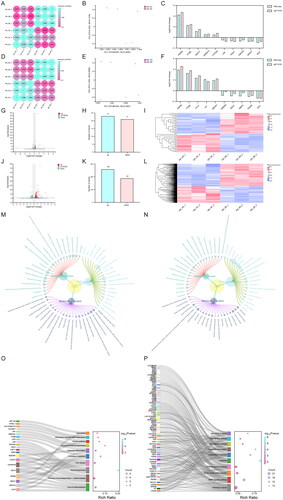 Figure 4. Transcriptome sequencing and analysis. (A) Correlation analysis of RNA-seq data from bovine preadipocytes treated with 20 μM beta-sitosterol for 24 hours. (B) PCA of RNA-seq data from bovine preadipocytes treated with beta-sitosterol for 24 hours. (C) Validation of RNA-seq results by qRT-PCR after beta-sitosterol treatment of bovine preadipocytes for 24 hours. (D) Correlation analysis of RNA-seq data from bovine preadipocytes treated with 20 μM beta-sitosterol for 48 hours. (E) PCA of RNA-seq data from bovine preadipocytes treated with beta-sitosterol for 48 hours. (F) Validation of RNA-seq results by qRT-PCR after beta-sitosterol treatment of bovine preadipocytes for 48 hours. (G) Volcano plot displaying differentially expressed genes (DEGs) after beta-sitosterol treatment of bovine preadipocytes for 24 hours, with red dots indicating up-regulated genes and green dots indicating down-regulated genes. (H) Statistical results of volcano plot after beta-sitosterol treatment of bovine preadipocytes for 24 hours. (I) Clustering heatmap analysis of DEGs after beta-sitosterol treatment of bovine preadipocytes for 24 hours. (J) Volcano plot displaying DEGs after beta-sitosterol treatment of bovine preadipocytes for 48 hours. (K) Statistical results of volcano plot after beta-sitosterol treatment of bovine preadipocytes for 48 hours. (L) Clustering heatmap analysis of DEGs after beta-sitosterol treatment of bovine preadipocytes for 48 hours. (M) GO enrichment analysis results of DEGs in bovine preadipocytes treated with beta-sitosterol for 24 hours. (N) GO enrichment analysis results of DEGs in bovine preadipocytes treated with beta-sitosterol for 48 hours. (O) KEGG enrichment analysis results of DEGs after beta-sitosterol treatment of bovine preadipocytes for 24 hours. (P) KEGG enrichment analysis results of DEGs after beta-sitosterol treatment of bovine preadipocytes for 48 hours.