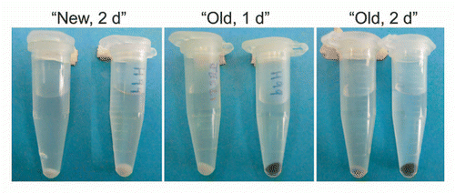 Figure 2 Effect of culture age on the rate of L-DOPA-mediated melanization. “New” indicates L-DOPA was added to cultures at the time of inoculation and incubated two days. “Old” indicates L-DOPA was added to a seven-day culture of C. neoformans and incubated for one or two more days. Left tube, strain JEC 21; right tube, strain H99.