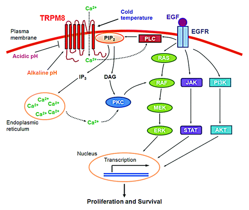 Figure 6. A working model for the proliferative and pro-survival roles of TRPM8 in pancreatic adenocarcinoma cells. Cold temperature, menthol, alkaline pH, or phosphatidylinositol-4,5-bis-phosphate (PtdIns(4,5)P2) activates the ion channel of TRPM8. Conversely, acidic pH inhibits the channel activity of TRPM8. Once activated, TRPM8 allows inflow of Ca2+ from the extracellular medium into the cytosol, leading to activation of Ca2+-sensitive phospholipase C (PLC) and hydrolysis of PtdIns(4,5)P2, thus providing negative feedback inhibition of the TRPM8 channel activity. Hydrolysis of PtdIns(4,5)P2 produces inositol 1,4,5-triphosphate (Ins(1,4,5)P3), which causes release of Ca2+ from intracellular stores and generates diacylglycerol (DAG). The increased Ca2+ or DAG activates protein kinase C (PKC). PKC in turn activates RAF in the RAS/ERK pathway,Citation34 leading to transcription of a variety of genes and resulting in cellular proliferation and survival.Citation35