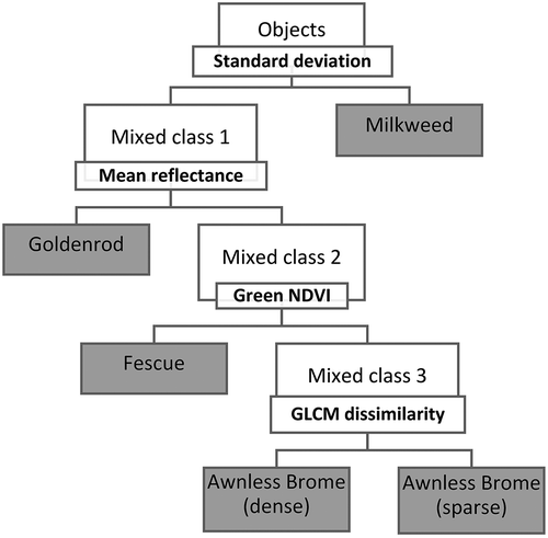 Figure 6. Classification tree built for imagery acquired on 11 June 2015 with spatial resolution of 10 cm. Classes in the grey colored boxes represent classified species. Bold letters show selected features as classifiers; specific threshold values for different features were not shown for the sake of comprehension.