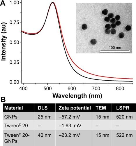 Figure 1 Physical characterization of the nanostructures.Notes: (A) UV–vis absorption spectra of gold nanoparticles (black spectrum) and Tween® 20-coated GNPs (red spectrum). The spectra are normalized to unity for better illustration. Inset: TEM image of gold nanoparticles. (B) Shows assigned values of nanoparticle hydrodynamic diameter determined by DLS, zeta potential, diameter determined by TEM, and LSPR band position. “–” indicates no data.Abbreviations: GNPs, gold nanoparticles; TEM, transmission electron microscopy; DLS, dynamic light scattering; LSPR, localized surface plasmon resonance; au, arbitrary units; UV, ultra violet.