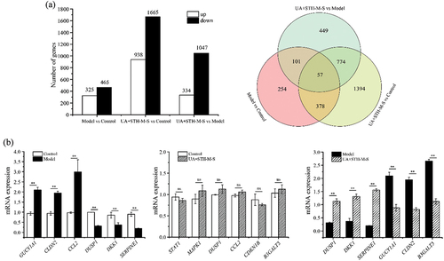 Figure 3. The number of differentially expressed genes in each comparison followed by the interaction venn diagram analyses among these comparisons (a) and. The gene expression levels assessed by qRT-PCR (b). **means the significant difference between-in the two groups for the gene, and nsmeans no significant difference.