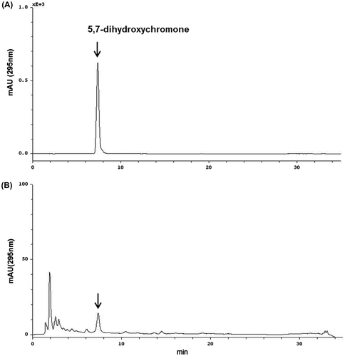 Fig. 5. HPLC chromatograms of (A) 5,7-dihydroxychromone standard and (B) DME sample detected at 295 nm.