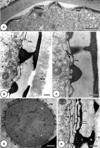 Figure 3. TEM of the late tetrad stage [A, B] to free microspore stage [C–E] of Tribulus terrestris pollen. A. Thiéry test: the outer layer of the primexine matrix (ePM) is moderately Thiéry positive while the inner layer (iPM) is strongly Thiéry positive. B. Fixed with glutaraldehyde, post-fixed in osmium tetroxide (OsO4) and stained with potassium permanganate (KMnO4). Callose digestion begins: primordial nexine lamellae (PNL) are initiated at the bases of the columellae; plasmalemma is present (PL), and the special callose wall (SCW) is still in place; cellular organelles are abundant. C. Part of a microspore wall fixed with glutaraldehyde, post-fixed in osmium tetroxide (OsO4) and stained with potassium permanganate (KMnO4); the columellae and the murus have thickened within the primexine matrix (PM), the primordial endexinous lamellae branch out (PNL & arrows), plasmalemma is still present (PL). D. General view of a microspore, fixed with glutaraldehyde, post-fixed in osmium tetroxide (OsO4) and stained with uranyl ucetate and lead citrate, showing development of endexinous lamellae. E. Detail of Figure 3D (box 1) at the mesoporal level: the wide spaces between the thin endexine lamellae (ENL) are filled with a fibrillar material (*), the plasmalemma (PL) is more pronounced. Sporopollenin deposition is initiated from the outside of the grain and continues towards the inner face of the endexine. The endexine is separated from the foot layer (FL) by a white line (paired arrows), the columellae (C) and muri (M) become thicker. Scale bars – 1 μm (A); 0.2 μm (B, C & E); 2 μm (D).