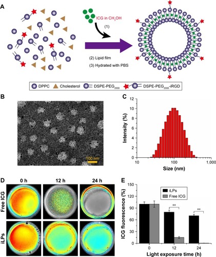 Figure 1 Preparation and characterizaion of iLPs. (A) Systemic illustration of preparation of iLPs. (B) Morphology of iLPs by TEM. (C) Size distrubition of iLPs. (D) Fluorescence image of iLPs and free ICG after light exposure. (E) Quantitative analysis of fluorescence intensity of iLPs and free ICG after light exposure, the stability of iLP was found to be superior to that of free ICG (**P<0.01).Abbreviations: iLPs, ICG-liposomes decorated with iRGD; TEM, transmission electron microscopy; ICG, indocyanine green; DPPC, dipalmitoylphosphatidylcholine; DSPE-PEG2000, 1,2-distearoyl-sn-glycero-3-pho-sphoethanolamine-N-[met-hoxy(poly-ethyleneglycol)-2000]; iRGD, targeting peptide (CRGDKGPDC).
