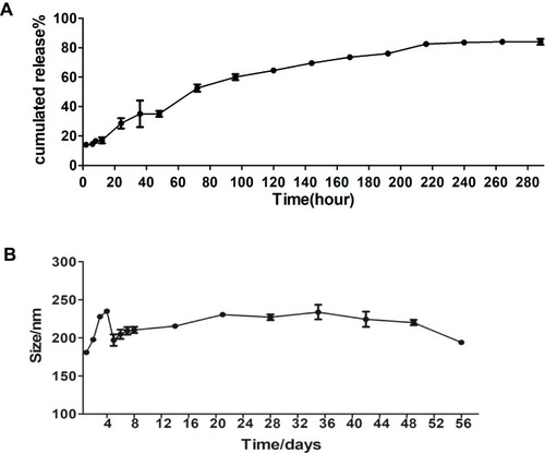 Figure 2 In vitro release and stability of EGCG-NPs. Release profile of (A) from EGCG-NPs (B) stability of EGCG-NPs in PBS at 4°C. The average hydrodynamic diameter (nm) of EGCG-NPs as a function of time (h).