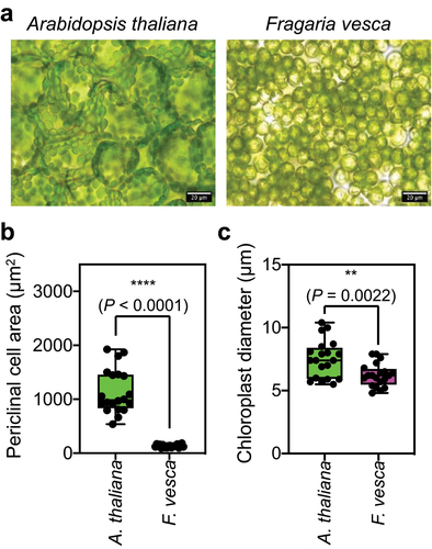 Figure 1. Leaf mesophyll cells of F. vesca are compact, with small periclinal areas.