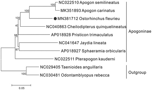 Figure 1. The phylogenetic tree of Ostorhinchus fleurieu and other 7 Apogoninae species was constructed using the Neighbour Joining (NJ) methods based on 12 protein-coding genes encoded by the heavy strand. The bootstrap values are based on 1,000 resamplings and the number at each node is the bootstrap probability. The number before the species name is the GenBank accession number. The genome sequence in this study is labelled with a black spot.