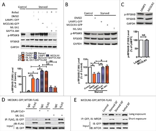 Figure 1. MCOLN1 promotes MTORC1 activation. (A) Upregulation of MCOLN1 promotes MTORC1 reactivation during refeeding, and this was inhibited by BAPTA-AM. HEK293T cells transfected with or without LAMP1-GFP, or MCOLN1-GFP were kept in normal culture medium, starved for 50 min or followed by nutrient refeeding for 15 min ± ML-SA1 (15 µM) and/or BAPTA-AM (10 µM) as indicated. Cell extracts were analyzed by western blotting using anti-p-RPS6KB (T389) and anti-RPS6KB antibodies, and anti-GAPDH antibody was used as a loading control. Histograms represent the mean percentage of the ratio of p-RPS6KB:RPS6KB (mean ± SEM, n = 3 independent experiments) in the indicated conditions, relative to that of the control. (B) Upregulation of MCOLN1 prohibited the loss of MTORC1 activity upon starvation. HEK293T cells transfected with or without LAMP1-GFP, or MCOLN1-GFP were starved for 30 min ± ML-SA1 (15 µM). Histograms represent the mean percentage of the ratio of p-RPS6KB:RPS6KB (mean ± SEM, n = 3 independent experiments) in the indicated conditions, relative to that of the control. (C) MCOLN1 overexpression did not alter MTORC1 activity under normal conditions. HEK293T cells were transfected with either LAMP1-GFP or MCOLN1-GFP. MTORC1 activity was examined after the cells were cultured for 2–4 h in fresh culture medium. Histograms represent the mean percentage of the ratio of p-RPS6KB:RPS6KB (mean ± SEM, n = 3 independent experiments) in the indicated conditions, relative to that of LAMP1-expressing cells. (D) Co-IP of MCOLN1 and MTORC1. HeLa cells expressing MCOLN1-GFP and MTOR-FLAG were kept in normal culture medium. Cell extracts were subject to FLAG or IgG immunoprecipitation ± ML-SA1 (15 µM) or 10 µM Ca2+ and analyzed by western blotting for the indicated proteins. Note that culture medium was not changed before the co-IP experiments. (E) The association of MCOLN1 and MTORC1 is regulated by starvation. Short-term (10 min) starvation increased the association between MCOLN1 and MTORC1, and this was suppressed by long-term (50 min) starvation. Nutrient refeeding also increases the association between MCOLN1 and MTORC1. HEK293T cells expressing MCOLN1-GFP and MTOR-FLAG were kept in fresh culture medium, starved for 10 min and 50 min, or starved for 50 min followed by 30 min refeeding. NS, not significant; *, P < 0.05; **, P < 0.01.