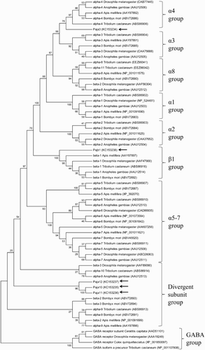 Figure 1. Phylogenetic analyses of Pajα3, Pajα10, Pajα11, Pajα12, and Pajβ1 compared with subunits from other insect species. The diagram was generated by the neighbor-joining method with MEGA 5.1 using 1000 bootstrap replicates. Species names and GenBank Accession numbers are shown. Pajα3, Pajα10–12, and Pajβ1 are indicated by arrows.