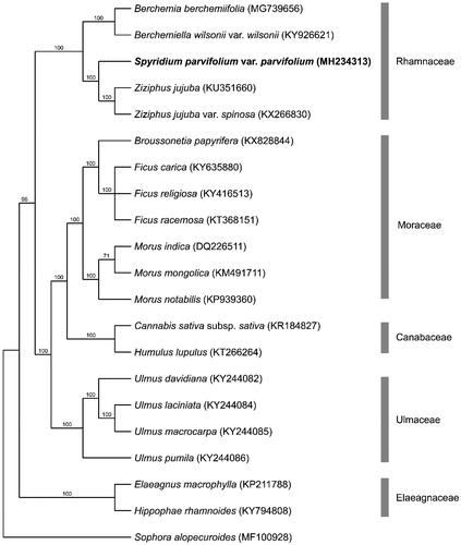 Figure 1. Bootstrap 50% majority rule consensus tree based on 56 protein coding chloroplast genes from 21 taxa including 20 species from the order Rosales and Sophora alopecuroides as the outgroup (CI = 0.8069 RI = 0.8744). Genes were aligned in MAFFT using default settings (Katoh et al. Citation2002). Sequences were analysed using maximum parsimony (MP) with PAUP 4.0a 161 using default settings (Swofford Citation2003). Bootstrap values are provided above branches. GenBank accessions are provided in brackets. Spyridium parvifolium var. parvifolium is highlighted in bold.