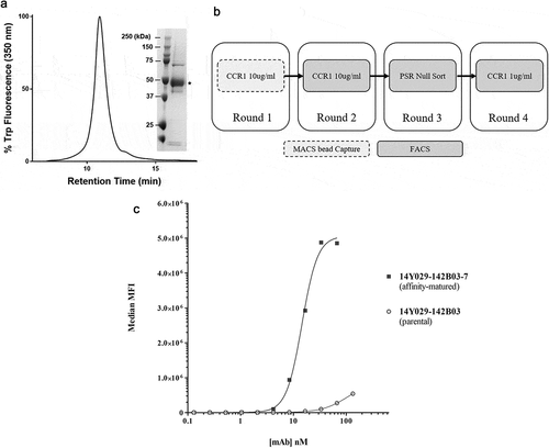 Figure 4. (A). QC of purified his-tagged hCCR1. His-tagged hCCR1 was expressed in a stable HEK293 cell line. Cells were disrupted and purified membranes solubilized with DDM/CHS; hCCR1-his was subsequently captured from the supernatant on TALON® immobilized metal affinity chromatography (IMAC) resin and eluted with 250 mM imidazole. Monodispersity was assessed using analytical size-exclusion chromatography coupled to tryptophan fluorescence detection, while purity was estimated by SDS-PAGE followed by Coomassie dye staining (inset). (B). Affinity maturation campaign selection strategy. Maturation libraries were subjected to one round of magnetic bead selection and 3 rounds of FACS selections. At round 3 a null selection was performed using a polyspecificity reagent (PSR)Citation41 designed to remove cross-reactive and sticky clones. At round 4 the antigen concentration was reduced to 1 µg/ml to aid identification of clones with improved affinity. Following the round 4 selection individual cones were evaluated for binding to CHO-hCCR1 cells. (C). Affinity-maturation of anti-CCR1 mAb clone 14Y029-142B03 using purified hCCR1 as antigen. Affinity-matured variants of parental mAb 14Y029-142B03, derived from the full naïve library selections, were isolated from diversified in CDRH1 and CDRH2 libraries using purified hCCR1 as antigen. Binding of test mAbs to CHO-hCCR1 cells was determined by flow cytometry via a fluorescently labeled detection antibody; a representative EC50 curve for the ‘most improved’ variant of parental mAb 14Y029-142B03 is shown