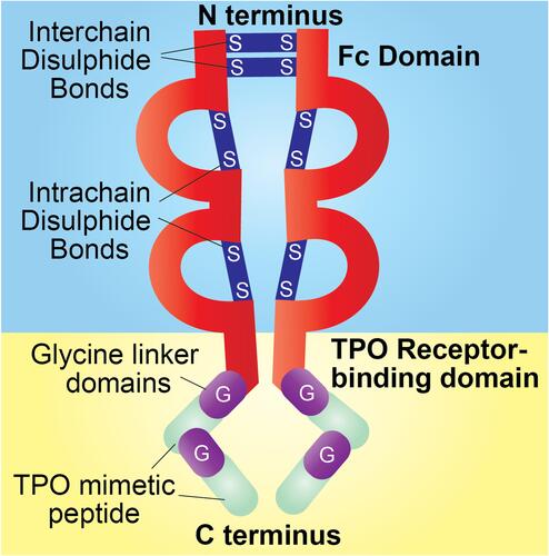 Figure 2 Romiplostim is a recombinant protein comprised of an Fc receptor domain at the N-terminus fused to a thrombopoietin receptor binding domain at the C-terminus. Figure courtesy of Taylor Olmsted Kim, MD.