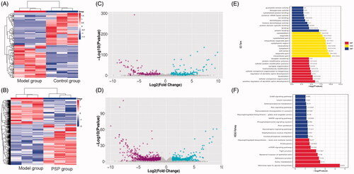 Figure 2. Distinct expression patterns of mRNAs and functional enrichment analyses. Heatmap of the expression profiles of significantly differentially expressed (DE) mRNAs between the Control group and Model group (A), and between the Model group and the PSP group (B). Volcano plot of the expression profiles of DE mRNAs between the Control group and Model group (C), and between the Model group and the PSP group (D). GO enrichment analysis of mRNAs that were altered by PSP treatment (E). The ordinate represents the GO term while the abscissa represents the − log10 (p-value). BP represents the biological process, CC represents the cellular component, and MF represents the molecular function. (F) KEGG enrichment analysis of mRNAs that were altered by PSP. The ordinate represents the KEGG pathway whilethe abscissa represents the − log10(p-value). PSP: Polygonatum sibiricum polysaccharide.