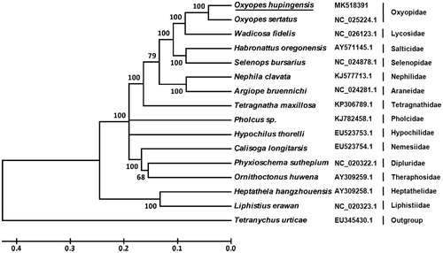 Figure 1. Phylogenetic tree showing the relationship between O. hupingensis and 14 other spiders based on neighbor-joining method. Tetrancychus urticae was used as an outgroup. GenBank accession numbers of each species were listed in the tree. Spider determined in this study was underlined.