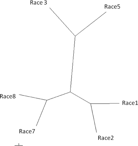 Fig 2. Unrooted UPGMA tree based on Nei's genetic distance between races 1, 2, 3, 5, 7 and 8 of Pyrenophora tritici-repentis. Races 4 and 6 were excluded from the analysis because only a very limited number of isolates from these races were available. The scale bar represents 1 substitution per site. UPGMA  =  unweighted pair group method using arithmetic averages.