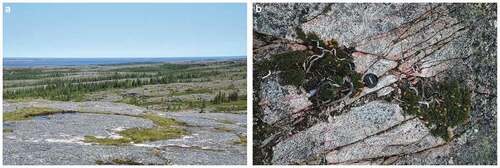 Figure 3. Photographs of (A) lichen–spruce woodlands with Picea glauca [Moench] Voss and shrub vegetation on rocky outcrops and (B) bearberry willow growing on exposed granitic rock cracks