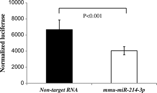 Fig. 3. miR-214 directly bound to the 3′-UTR of MPD in the rat.Notes: PGV-B2 (containing putative miR-214 matching sites downstream of the luciferase coding region) with mmu-miR-214-3p or non-target RNA and pSV (containing the β-galactosidase gene) were co-transfected. Luciferase and β-galactosidase activities were measured as described in the Materials and Methods. The efficiency of the uptake of PGV-B2 was adjusted for by β-galactosidase activity in pSV. Values are the means ± SD of four independent experiments.