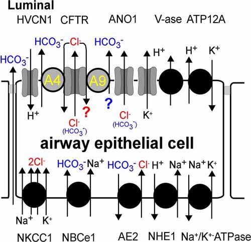 Figure 2. Model for HCO3- and Cl- transport in airway epithelial cells. Ion transport proteins are known to be expressed in the luminal and basolateral membrane of airway epithelial cells: HVCN1, voltage-gated hydrogen channel 1; A4, SLC26A4 (Pendrin); A9, SLC26A9; ANO1, Ca2+ activated Cl- channel anoctamin 1 (TMEM16A); V-ase, vacuolar H±ATPase; ATP12A, H+/K+ - ATPase; NKCC1, Na+/K+/2Cl- -cotransporter; NBCe1, electrogenic Na+/HCO3- cotransporter 1; AE2. anion exchanger type 2; NHE1, Na+/H+-exchanger 1. An apical Cl-/HCO3- exchange by SLC26A9 requires more experimentation.