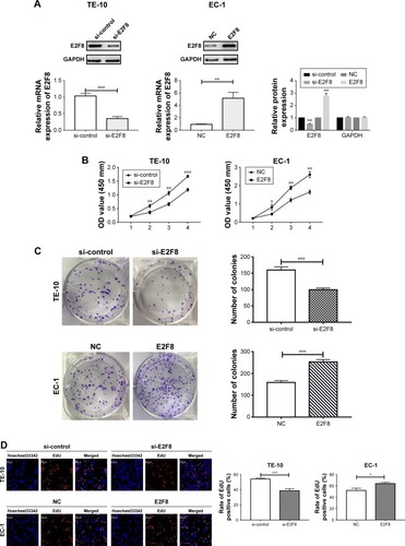 Figure 2 E2F8 promotes ESCC cell proliferation and arrests cell cycle at S phase.